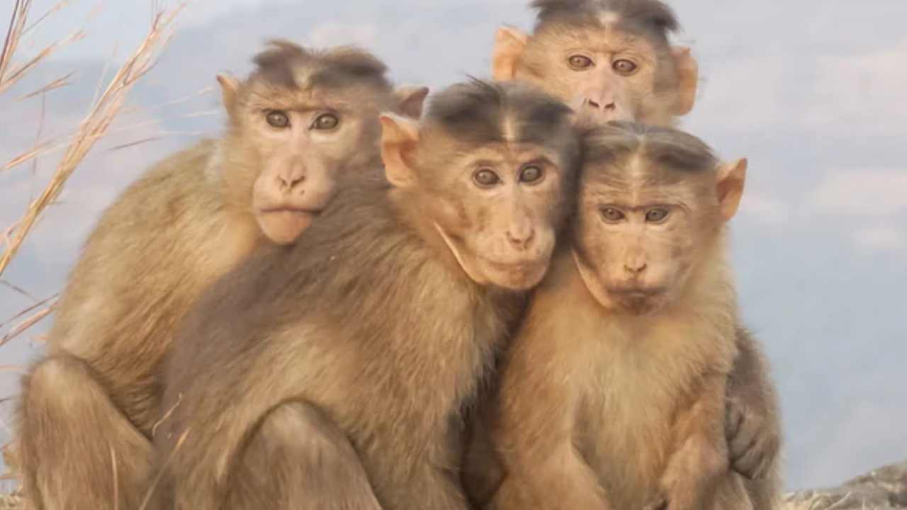 Viral video: ఎన్నాళ్లకు కలిశామో.. కోతుల మధ్య ఆప్యాయతలు చూడండి.. ఫిదా అవుతారు Viral video: ఎన్నాళ్లకు కలిశామో.. కోతుల మధ్య ఆప్యాయతలు చూడండి.. ఫిదా అవుతారు