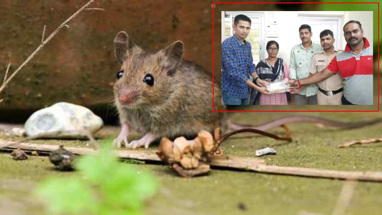 Mumbai : టెన్షన్ పెట్టిన వడాపావ్..మురికి కాలవలో ఎలుకల నుంచి బంగారం స్వాధీనం Mumbai : టెన్షన్ పెట్టిన వడాపావ్..మురికి కాలవలో ఎలుకల నుంచి బంగారం స్వాధీనం
