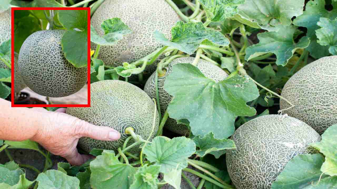 Muskmelon Cultivation : కర్భూజ సాగులో తెగుళ్లు, యాజమాన్యపద్దతులు Muskmelon Cultivation : కర్భూజ సాగులో తెగుళ్లు, యాజమాన్యపద్దతులు