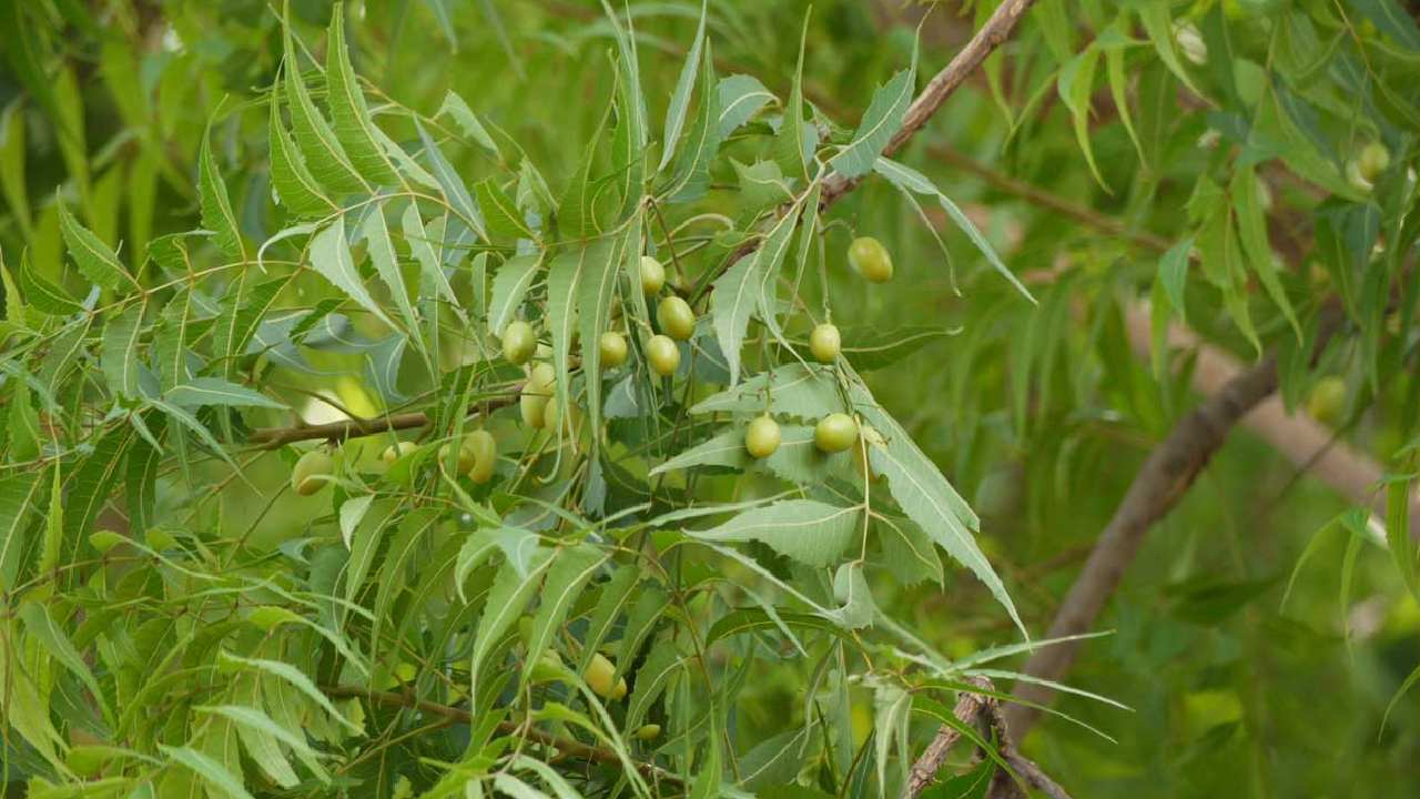 Neem Trees: కోల్కతాలో చనిపోతున్న వేప చెట్లు.. కారణం ఏంటంటే Neem Trees: కోల్కతాలో చనిపోతున్న వేప చెట్లు.. కారణం ఏంటంటే