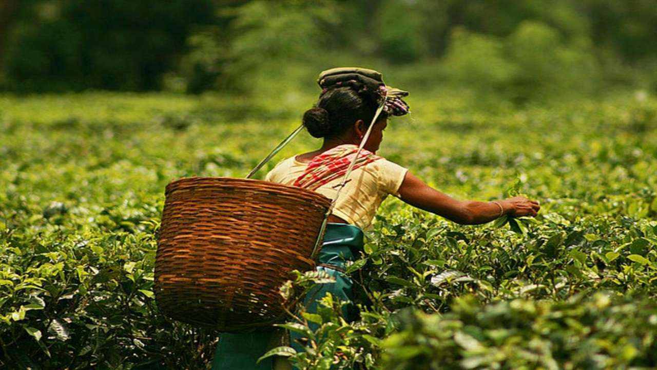 Assam : ఈ టీ పొడి ధర కిలో రూ. లక్ష..! Assam : ఈ టీ పొడి ధర కిలో రూ. లక్ష..!
