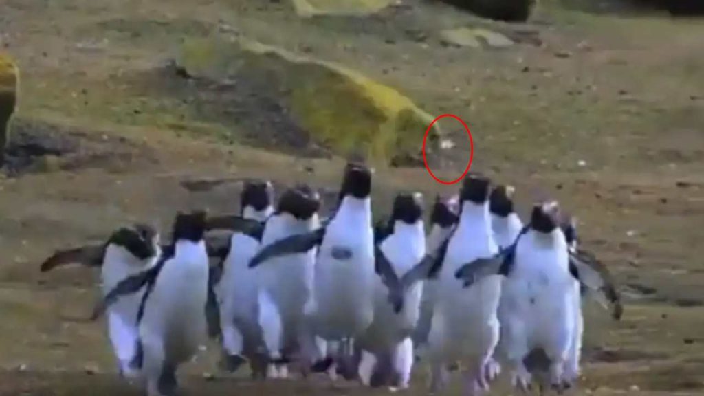 Penguins Chase Butterfly