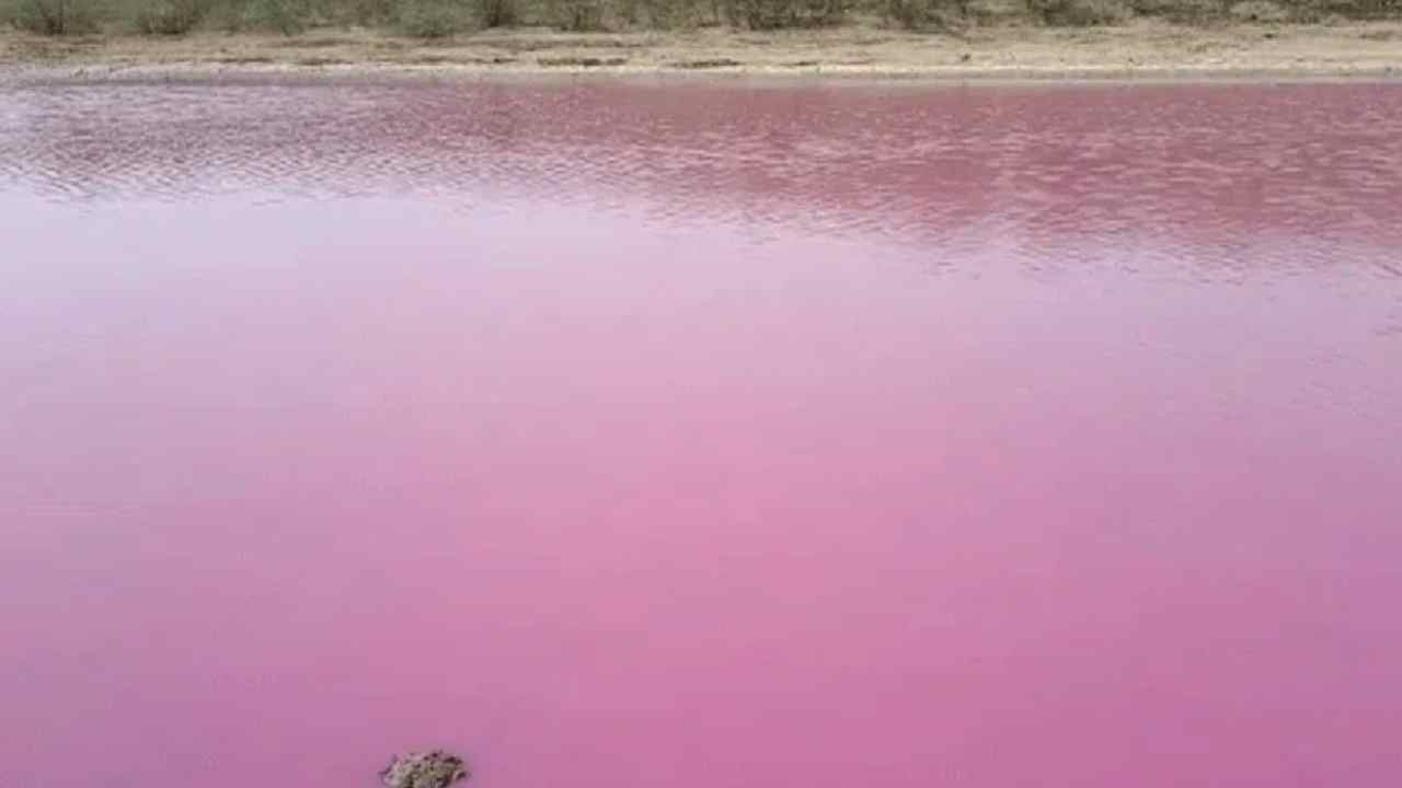 Pink Lake: గుజరాత్లో పింక్ లేక్.. అద్భుతం అంటున్న స్థానికులు Pink Lake: గుజరాత్లో పింక్ లేక్.. అద్భుతం అంటున్న స్థానికులు