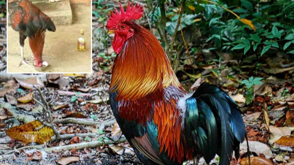 Rooster