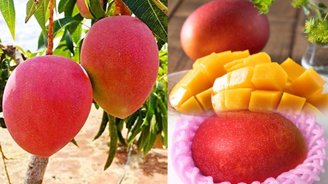 Red Mango :కశ్మీర్ యాపిల్లా నోరూరించే ‘రెడ్ మ్యాంగో’..టేస్ట్ సూపర్.. Red Mango :కశ్మీర్ యాపిల్లా నోరూరించే ‘రెడ్ మ్యాంగో’..టేస్ట్ సూపర్..
