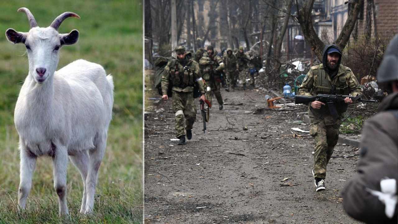 Russia-Ukraine War : రష్యా సైనికులకు చుక్కలు చూపించిన ‘మేక’..! 40మందికి గాయాలు..!! Russia-Ukraine War : రష్యా సైనికులకు చుక్కలు చూపించిన ‘మేక’..! 40మందికి గాయాలు..!!