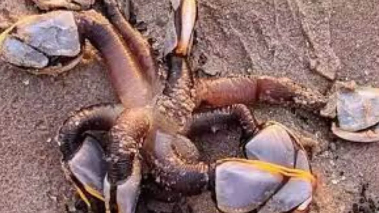 Strange Creature : ఏలియన్ను పోలిన వింత జీవి Strange Creature : ఏలియన్ను పోలిన వింత జీవి