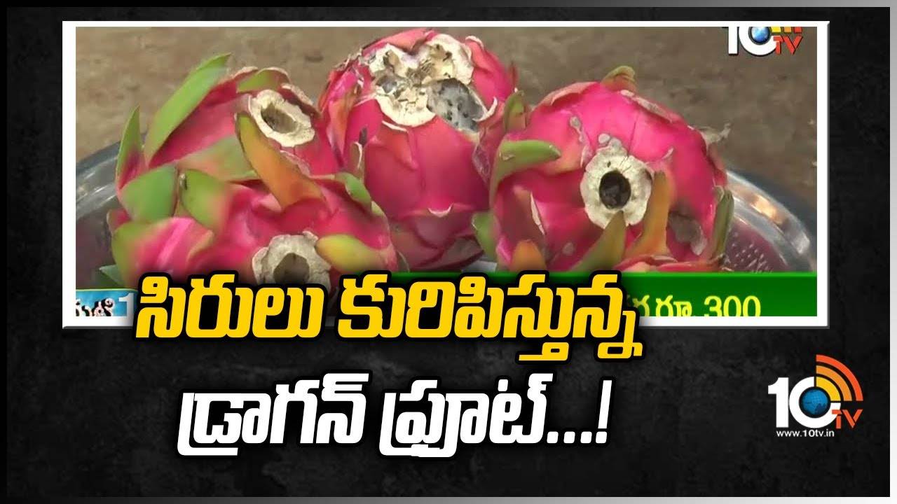 Dragon Fruit: సిరులు కురిపిస్తున్న డ్రాగన్ ఫ్రూట్..!