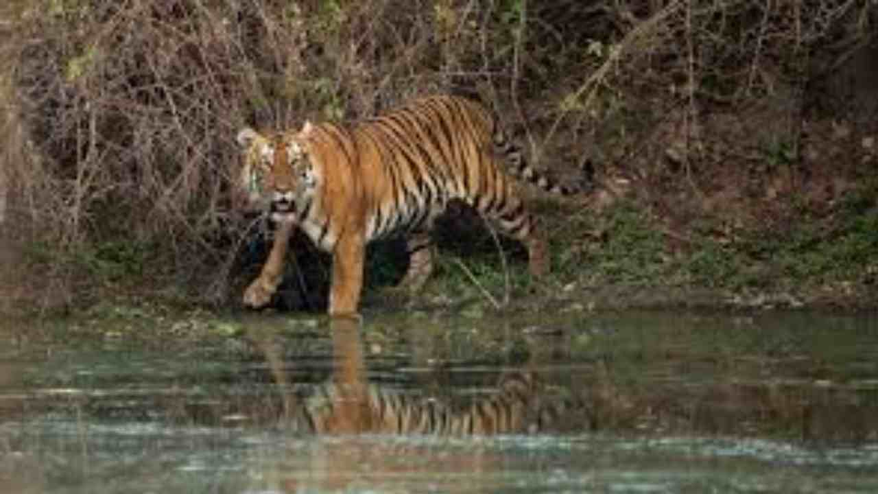 Tiger : స్థావరం మార్చిన పులి Tiger : స్థావరం మార్చిన పులి
