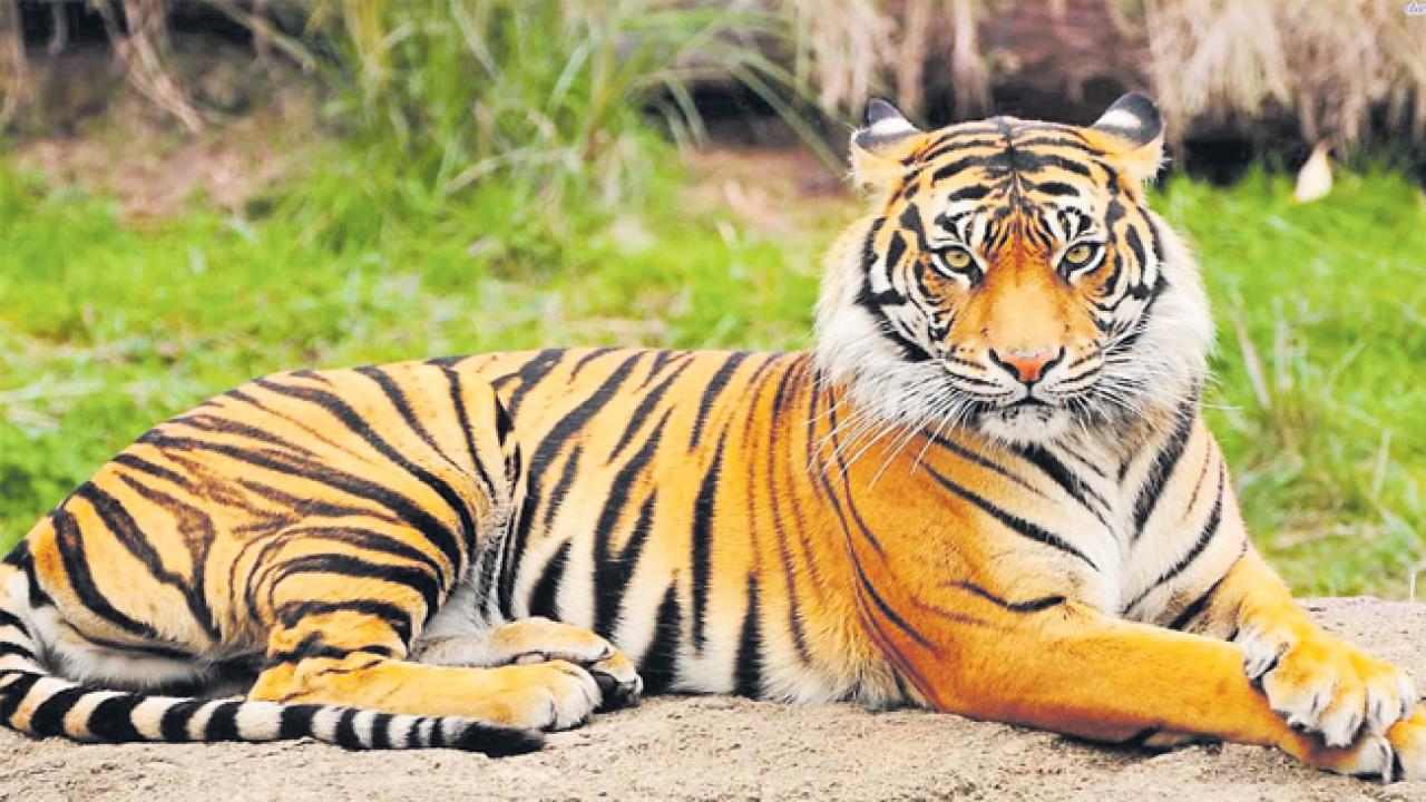 TIGER: ఇరవై రోజులైనా దొరకని పులి జాడ TIGER: ఇరవై రోజులైనా దొరకని పులి జాడ