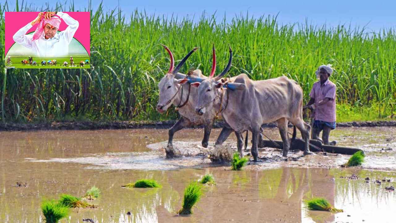 Telangana Rythu Bandhu : ఈసారి రూ.7వేల 700కోట్లు.. రైతుబంధుకు తెలంగాణ ప్రభుత్వం ఏర్పాట్లు Telangana Rythu Bandhu : ఈసారి రూ.7వేల 700కోట్లు.. రైతుబంధుకు తెలంగాణ ప్రభుత్వం ఏర్పాట్లు