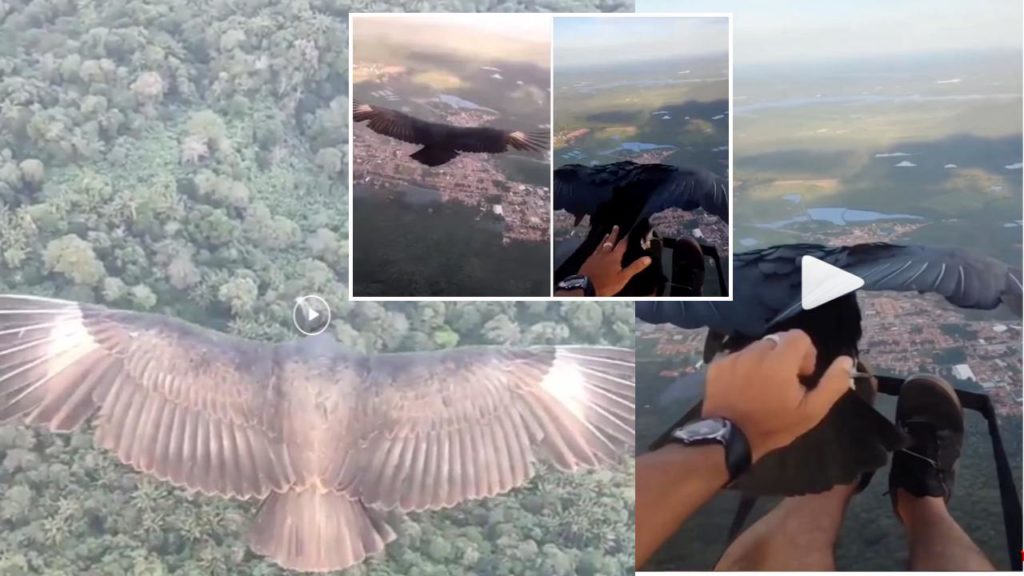 The Man Who Flew With The Bird At A Height Of Thousands Of Feet, Saw The Unique Technique Of Flying The Bird