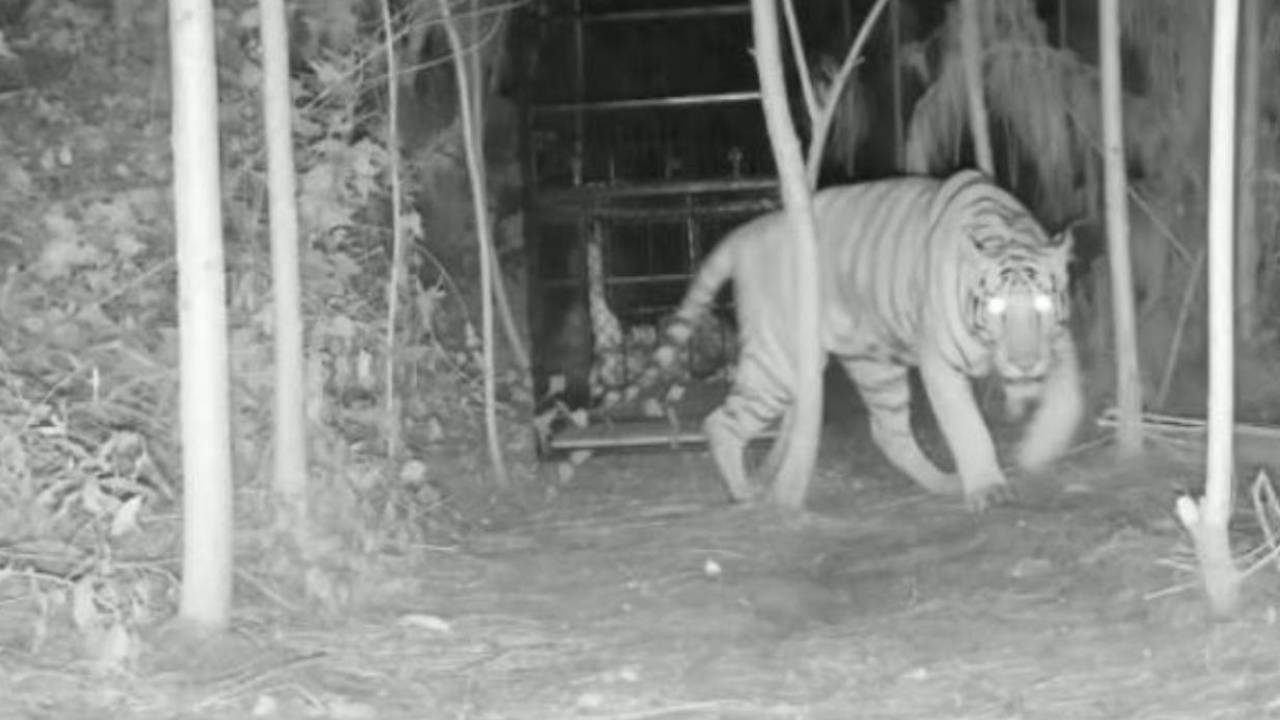 Tiger escape: తృటిలో తప్పించుకుంది.. బోను దగ్గరకొచ్చి వెనుదిరిగిపోయిన పులి.. రెండు వారాలుగా .. Tiger escape: తృటిలో తప్పించుకుంది.. బోను దగ్గరకొచ్చి వెనుదిరిగిపోయిన పులి.. రెండు వారాలుగా ..