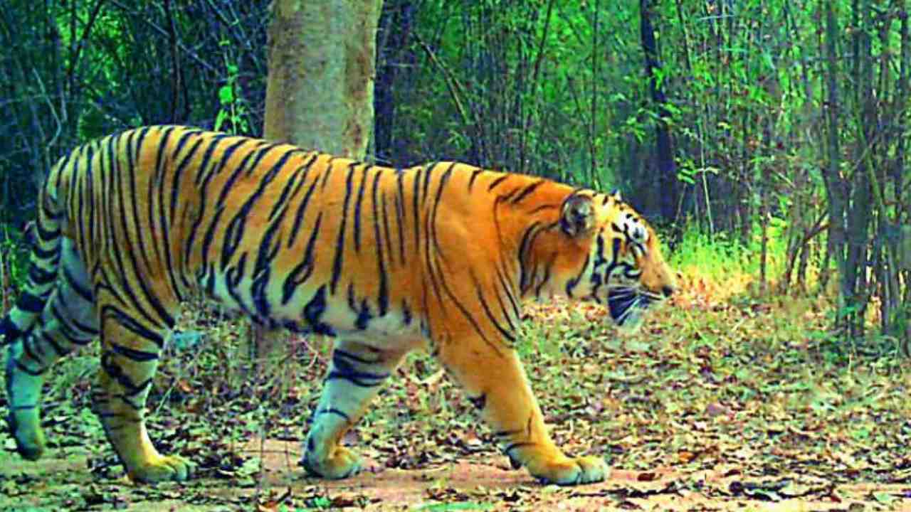Searching For Tiger: పులి ఎటు వెళ్లింది..? పులి జాడకోసం కొనసాగుతున్న వేట.. Searching For Tiger: పులి ఎటు వెళ్లింది..? పులి జాడకోసం కొనసాగుతున్న వేట..