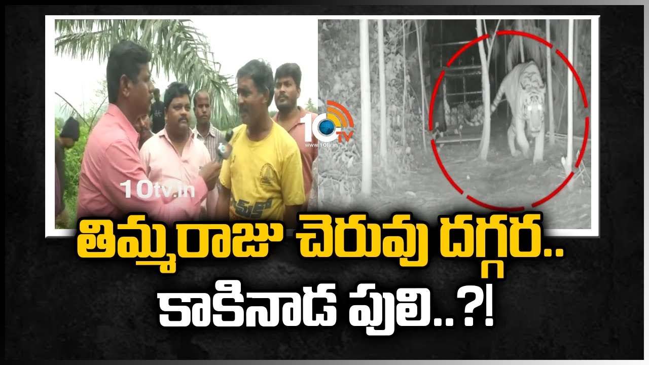 Kakinada Tiger: తిమ్మరాజు చెరువు సమీపంలో పెద్ద పులి పాదముద్రలు