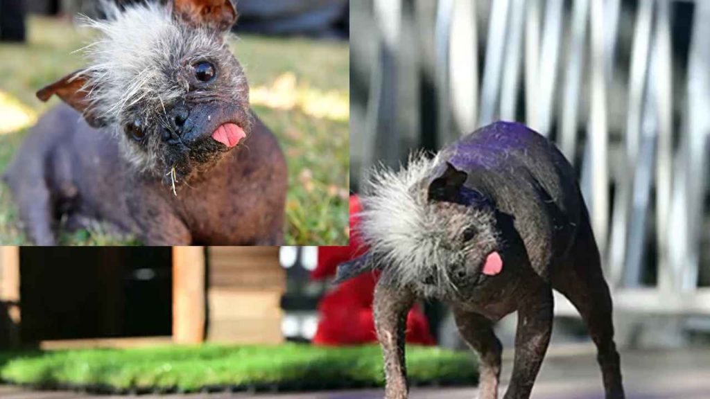 Ugliest Dog