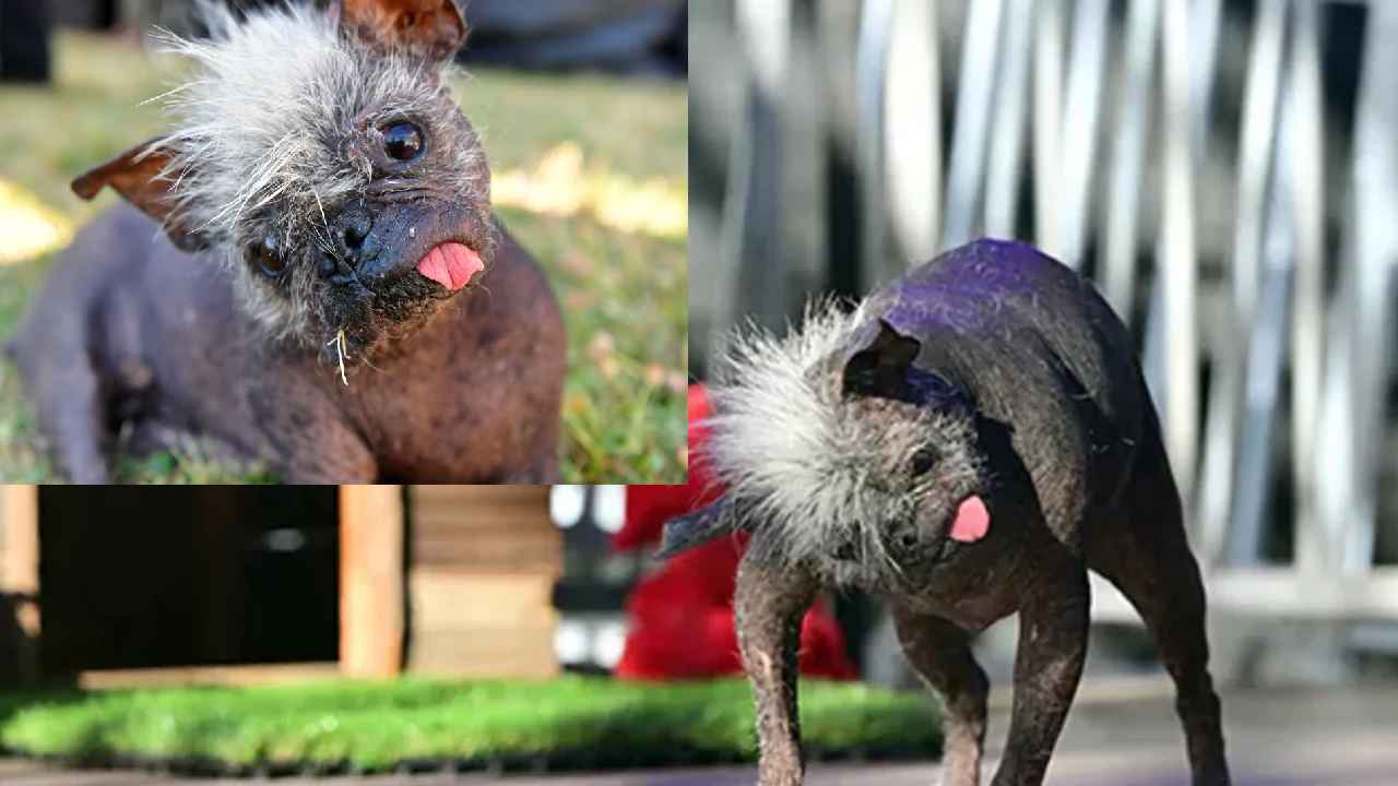 World’s Ugliest Dog : ప్రపంచంలో అత్యంత అందవిహీనమైన కుక్క ఇదే.. రూ.లక్ష గెలుచుకుంది World’s Ugliest Dog : ప్రపంచంలో అత్యంత అందవిహీనమైన కుక్క ఇదే.. రూ.లక్ష గెలుచుకుంది