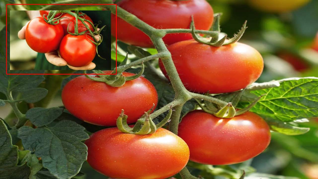 World Without Tomatoes: కాలుష్యం ఇలాగే పెరిగితే టమాటాల్లేని ప్రపంచం చూడాల్సి వస్తుంది : శాస్త్రవేత్తల హెచ్చరిక World Without Tomatoes: కాలుష్యం ఇలాగే పెరిగితే టమాటాల్లేని ప్రపంచం చూడాల్సి వస్తుంది : శాస్త్రవేత్తల హెచ్చరిక