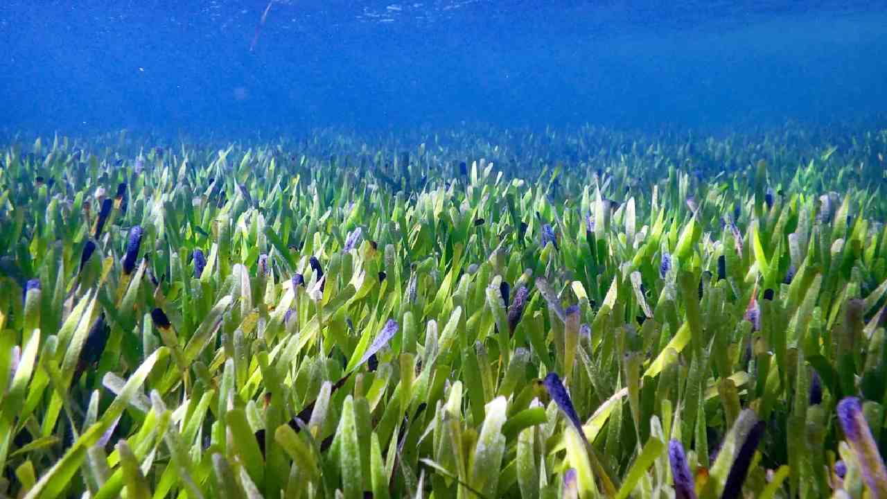 biggest plant: ఆస్ట్రేలియా తీరంలో అతిపెద్ద మొక్క.. ఎన్ని కిలోమీటర్లో తెలుసా..! biggest plant: ఆస్ట్రేలియా తీరంలో అతిపెద్ద మొక్క.. ఎన్ని కిలోమీటర్లో తెలుసా..!
