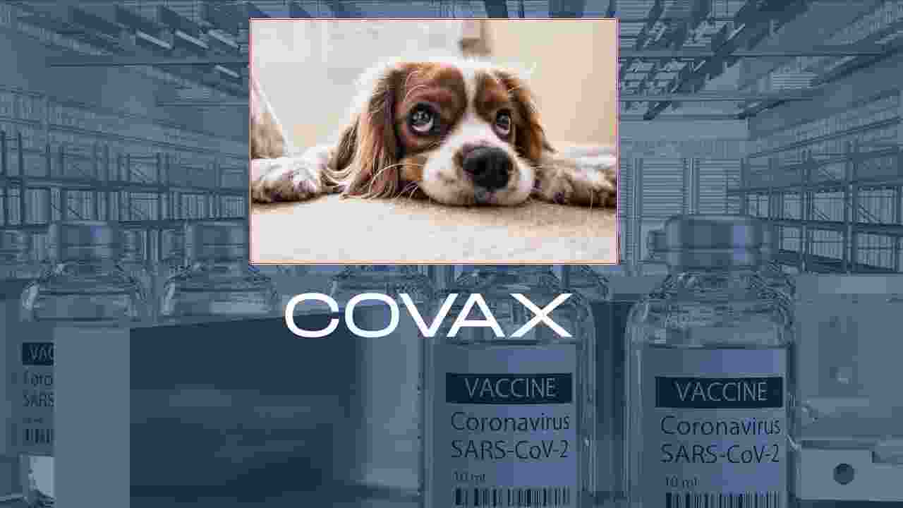 Covid Vaccine: జంతువులకు కూడా కొవిడ్ వ్యాక్సిన్.. ఇండియాలో తొలిసారి Covid Vaccine: జంతువులకు కూడా కొవిడ్ వ్యాక్సిన్.. ఇండియాలో తొలిసారి