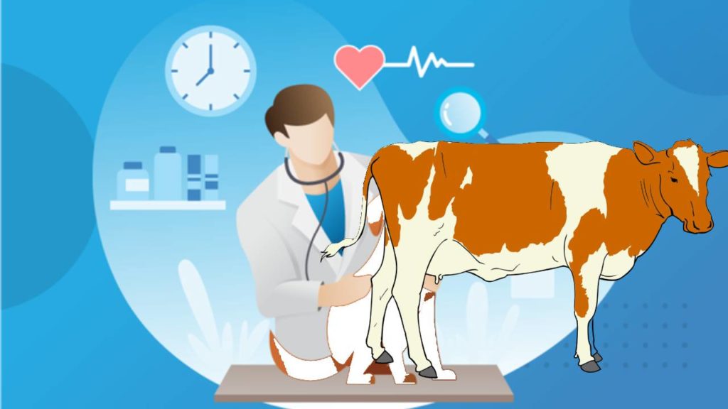 Cow Treatment