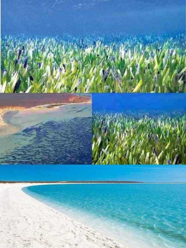 >ప్రపంచంలోనే అతిపెద్ద మొక్క