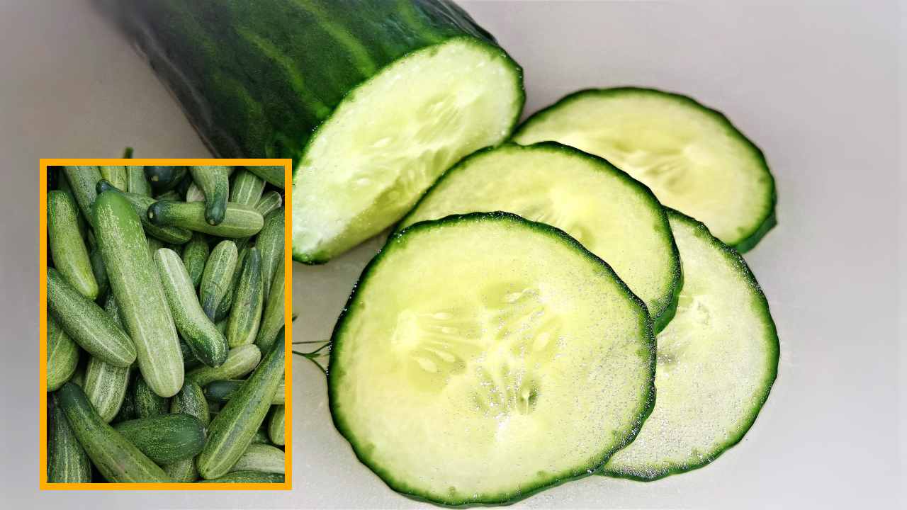 Cucumber : డయాబెటీస్ ను అదుపులో ఉంచే కీరదోస! Cucumber : డయాబెటీస్ ను అదుపులో ఉంచే కీరదోస!