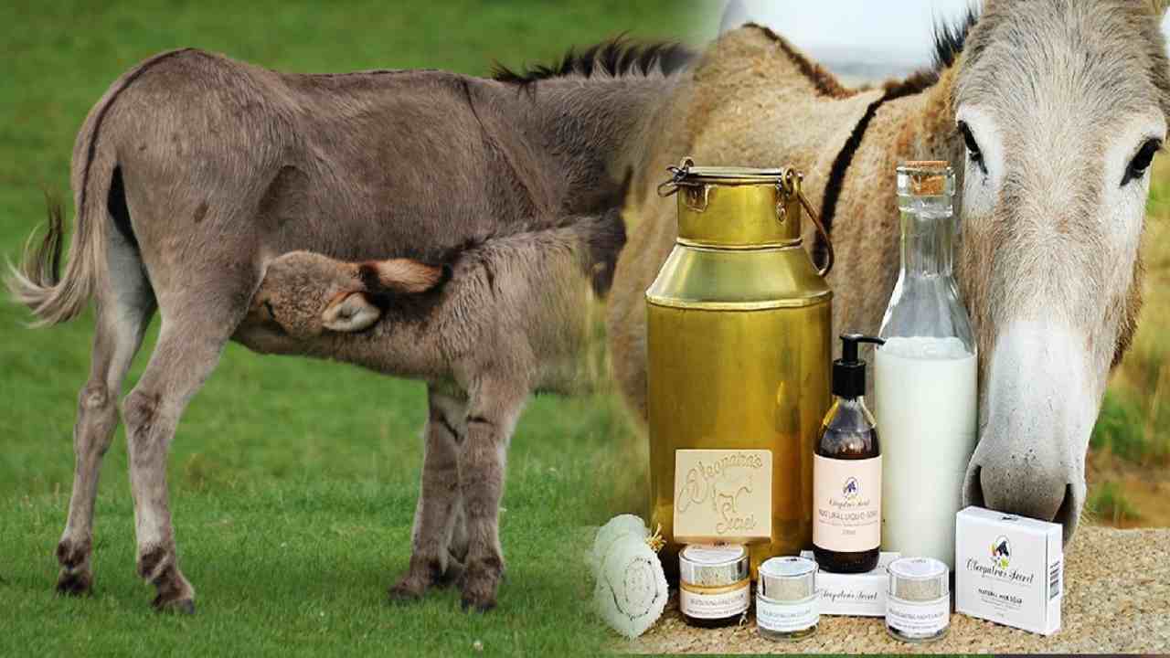 Donkey Milk: గాడిద పాలతో ఆరోగ్యంపై ఎలాంటి ప్రభావమంటే.. Donkey Milk: గాడిద పాలతో ఆరోగ్యంపై ఎలాంటి ప్రభావమంటే..