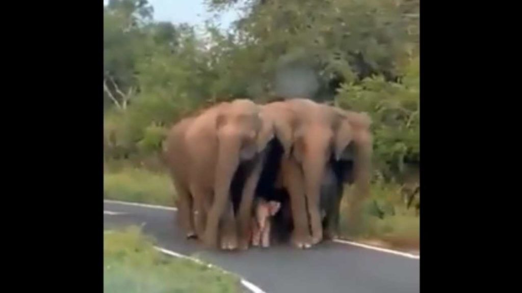 Elephant2