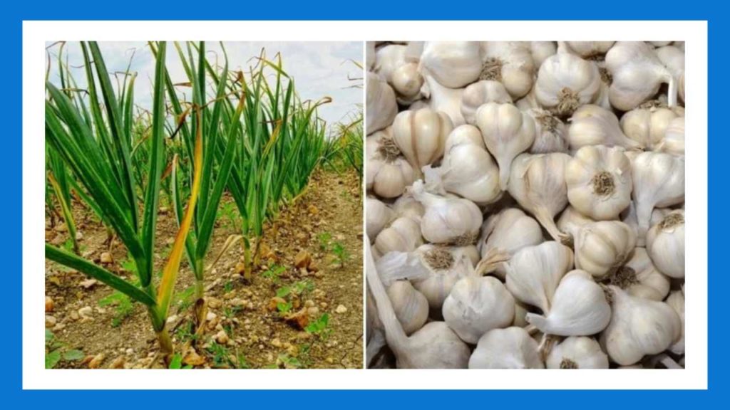 Garlic Cultivation