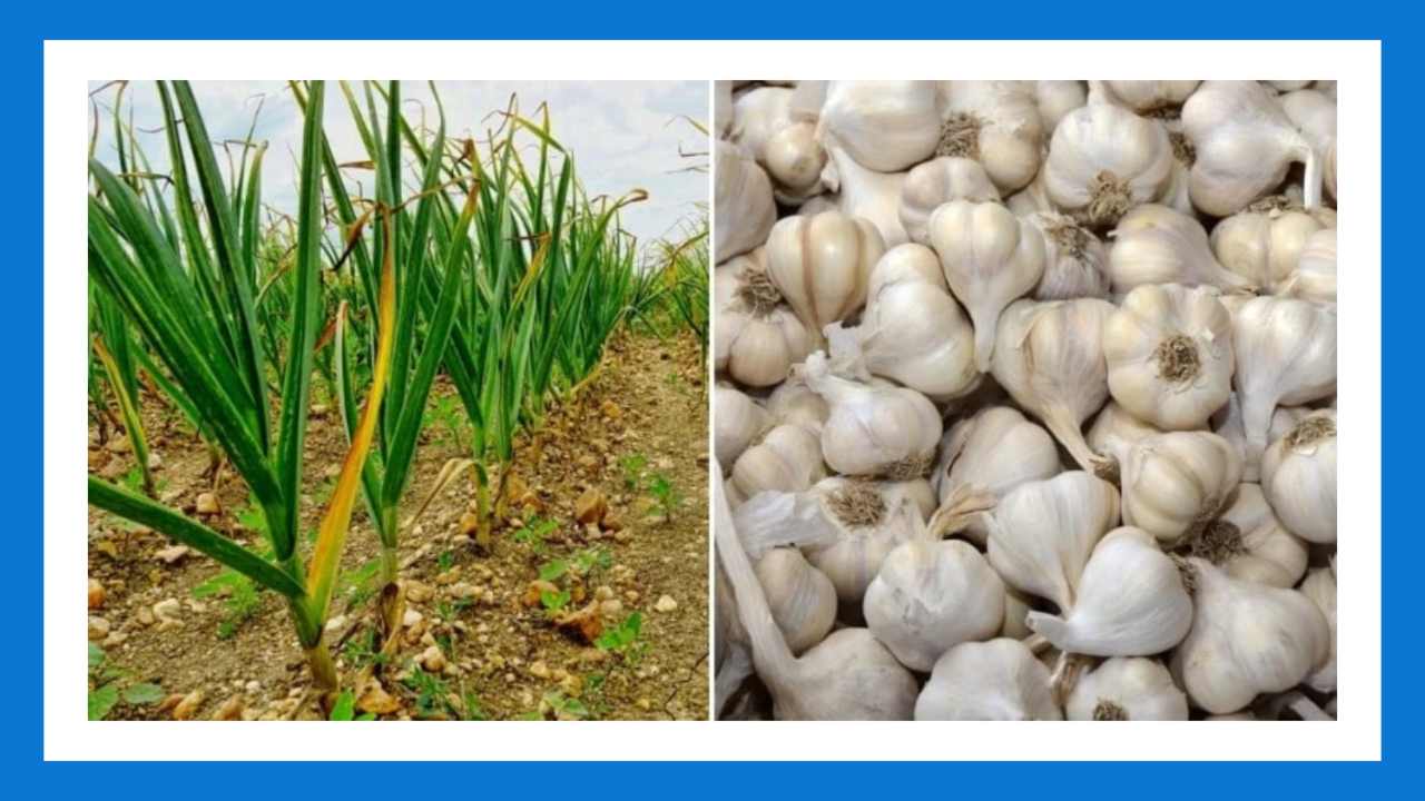 Garlic Cultivation : వెల్లుల్లి సాగులో మేలైన రకాలు Garlic Cultivation : వెల్లుల్లి సాగులో మేలైన రకాలు