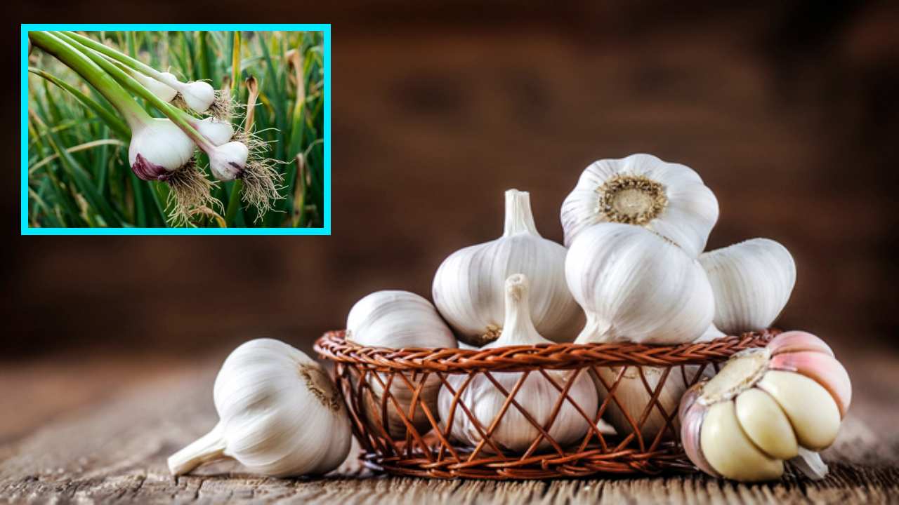 Garlic : వర్షకాలంలో వచ్చే వ్యాధుల నుండి రక్షణగా వెల్లుల్లి! Garlic : వర్షకాలంలో వచ్చే వ్యాధుల నుండి రక్షణగా వెల్లుల్లి!