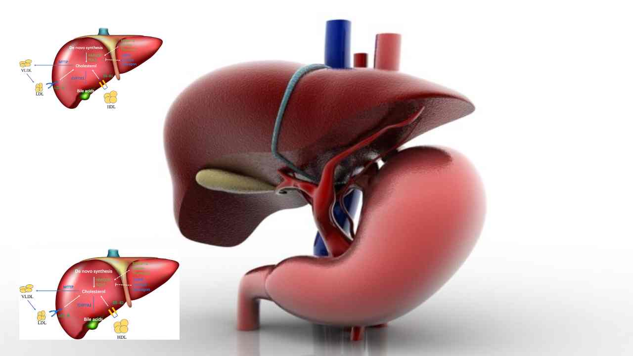 Good Cholesterol : మంచి కొలెస్ట్రాల్ వల్ల కాలేయానికి మేలే! Good Cholesterol : మంచి కొలెస్ట్రాల్ వల్ల కాలేయానికి మేలే!
