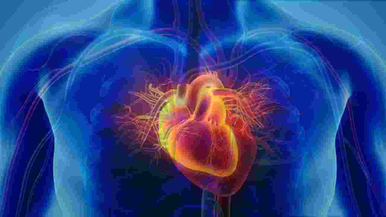 Heart Disease: పురుషుల్లో గుండె జబ్బులకు ఇవే కారణమవుతున్నాయ్! Heart Disease: పురుషుల్లో గుండె జబ్బులకు ఇవే కారణమవుతున్నాయ్!