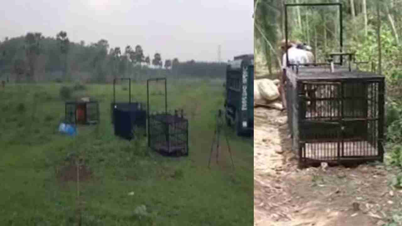 Kakinada Tiger : అటవీ అధికారులను తిప్పలు పెడుతున్న పులి Kakinada Tiger : అటవీ అధికారులను తిప్పలు పెడుతున్న పులి