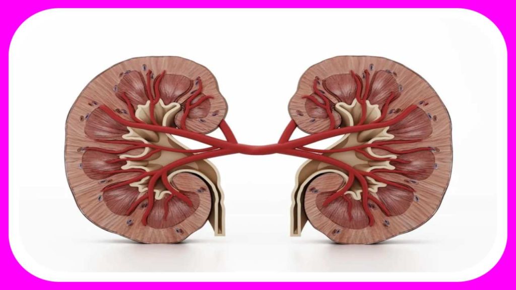 Kidneys
