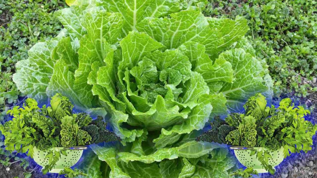 Leafy Greens