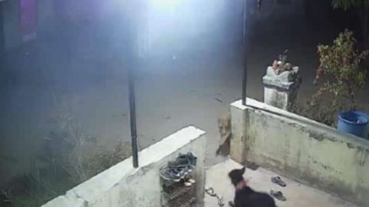 Leopard Attack: అర్ధరాత్రి పెంపుడు కుక్కపై చిరుత దాడి.. వీడియో వైరల్ Leopard Attack: అర్ధరాత్రి పెంపుడు కుక్కపై చిరుత దాడి.. వీడియో వైరల్