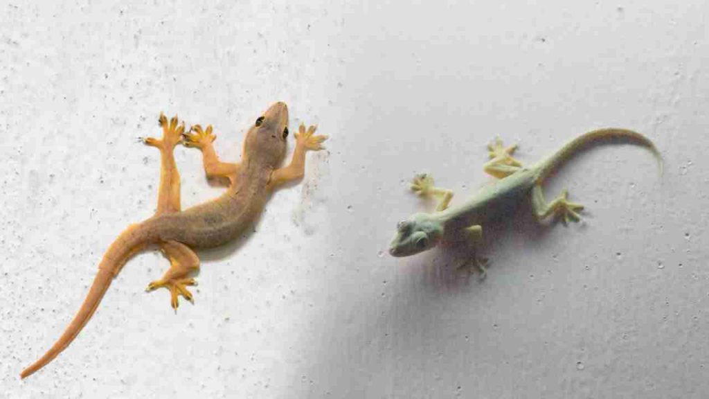 Lizard Problems