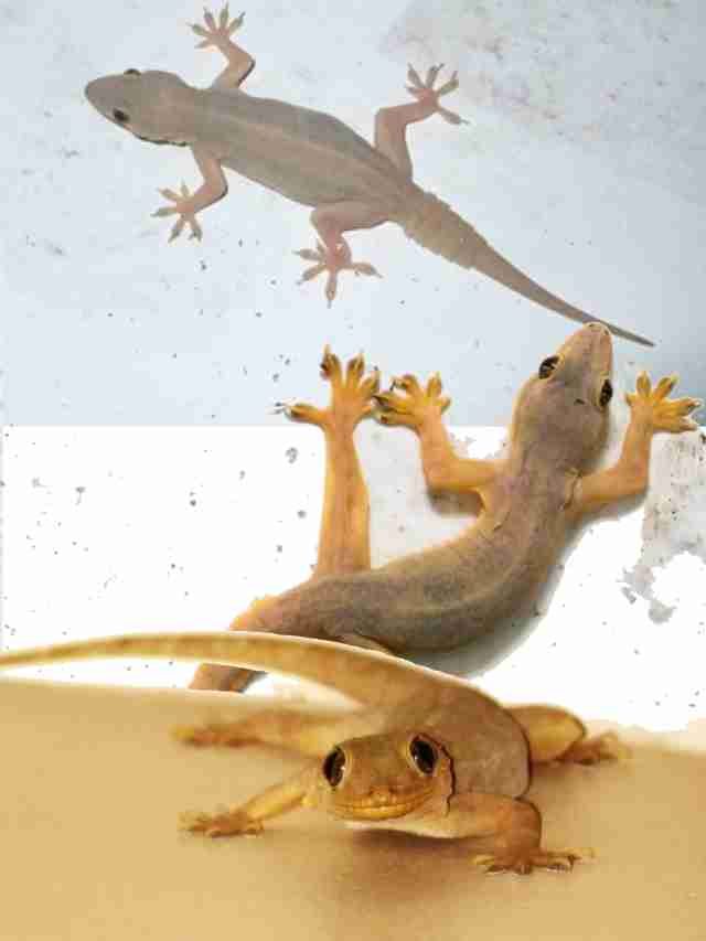 >ఇంట్లో బల్లులా.. ఈ ఇంటి చిట్కాలు పాటించండి