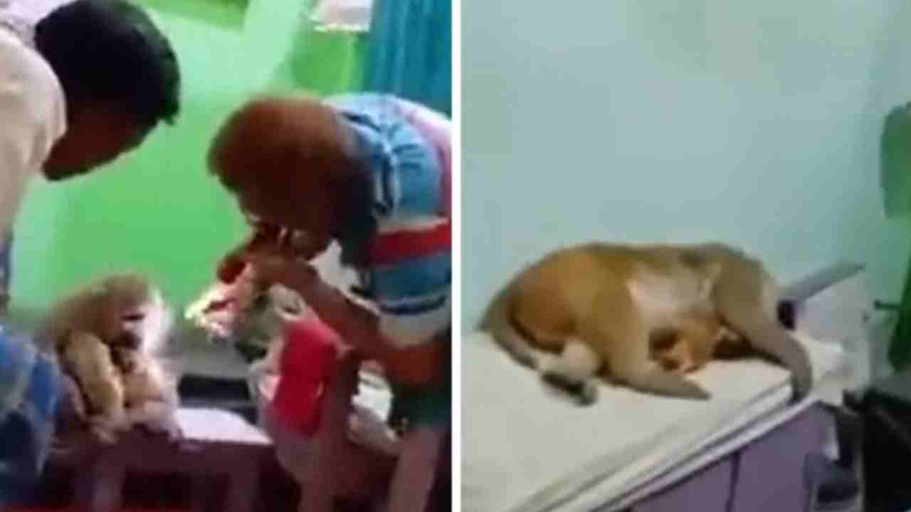 Viral Video: గాయపడ్డ బిడ్డను ఆస్పత్రికి తీసుకొచ్చిన కోతి.. చికిత్స చేసిన వైద్యుడు.. వైరల్గా మారిన వీడియో Viral Video: గాయపడ్డ బిడ్డను ఆస్పత్రికి తీసుకొచ్చిన కోతి.. చికిత్స చేసిన వైద్యుడు.. వైరల్గా మారిన వీడియో