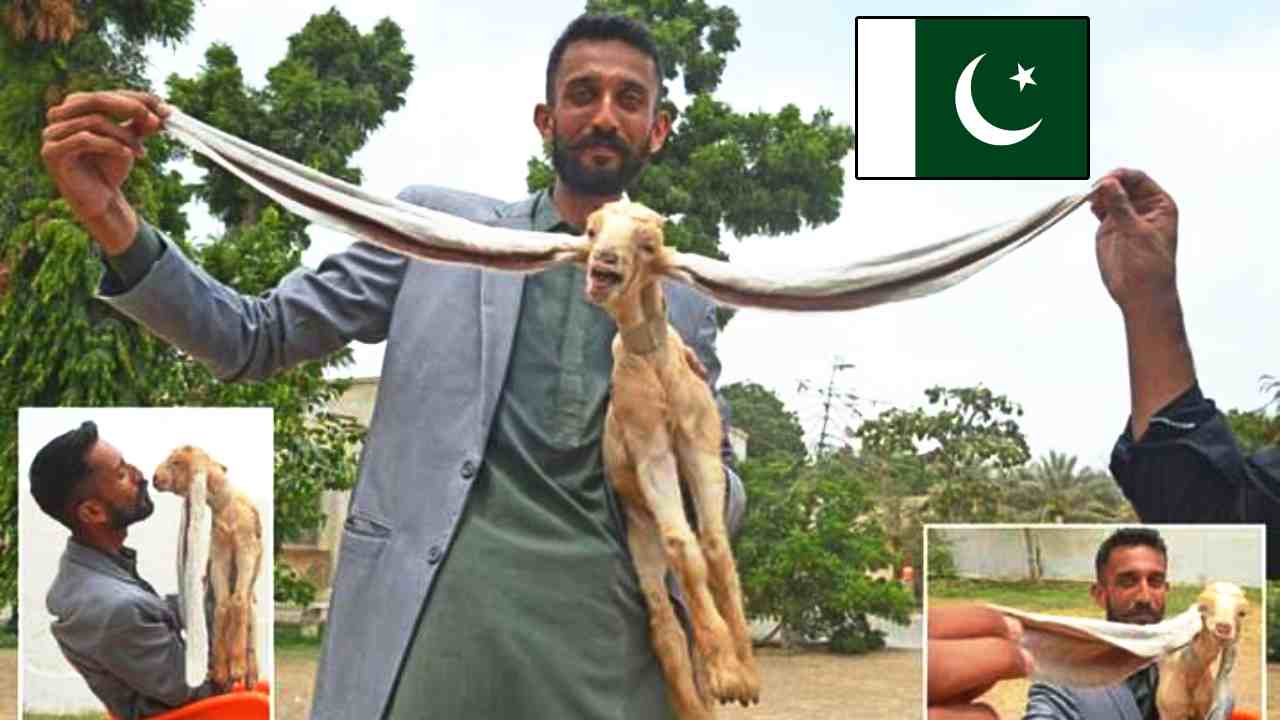 Baby Goat: 19 అంగుళాల పొడవైన చెవులతో పుట్టిన మేకపిల్ల Baby Goat: 19 అంగుళాల పొడవైన చెవులతో పుట్టిన మేకపిల్ల