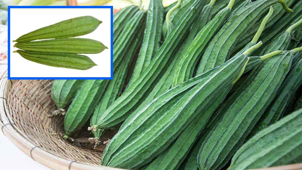 Ridge Gourd : షుగర్ లెవల్స్ నియంత్రణలో ఉంచే బీరకాయ! Ridge Gourd : షుగర్ లెవల్స్ నియంత్రణలో ఉంచే బీరకాయ!