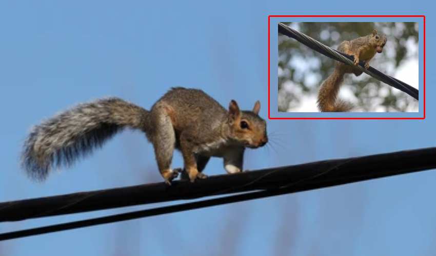 Squirrel Blamed For Massive Power Outage
