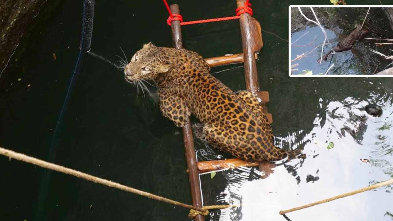 Leopard Safe: హమ్మయ్య బతికిపోయా.. బావిలో పడి ప్రాణాలతో బయటపడ్డ చిరుత.. వీడియో వైరల్ Leopard Safe: హమ్మయ్య బతికిపోయా.. బావిలో పడి ప్రాణాలతో బయటపడ్డ చిరుత.. వీడియో వైరల్