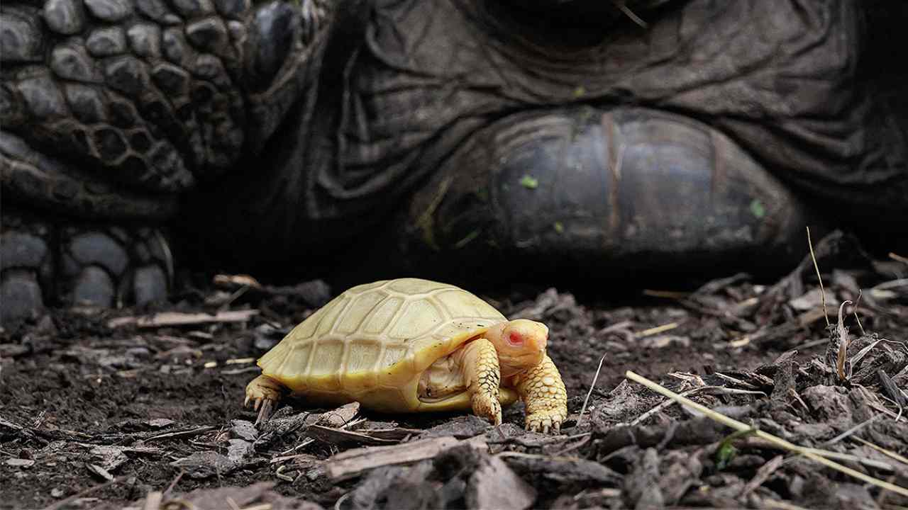 Switzerland Zoo: జూలో పుట్టిన అరుదైన తాబేలు.. ప్రపంచంలోనే మొదటిసారిలా Switzerland Zoo: జూలో పుట్టిన అరుదైన తాబేలు.. ప్రపంచంలోనే మొదటిసారిలా