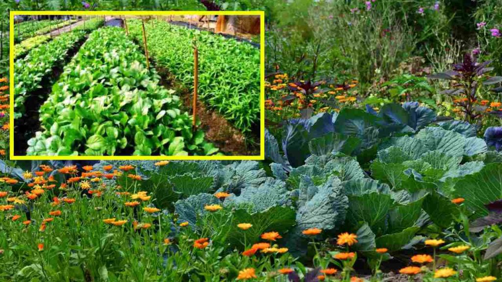 Vegetable Crops (1)