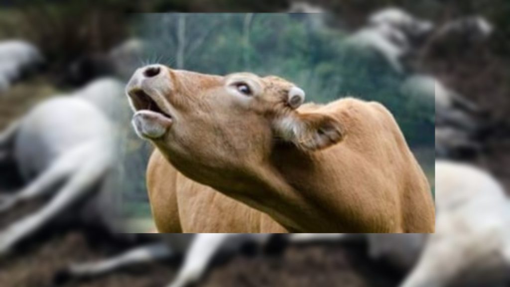 140 Cows Died Due To Flood..