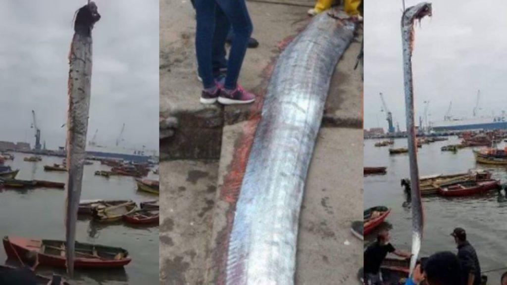 16 Foot Long Monster ‘oarfish’ In Chile