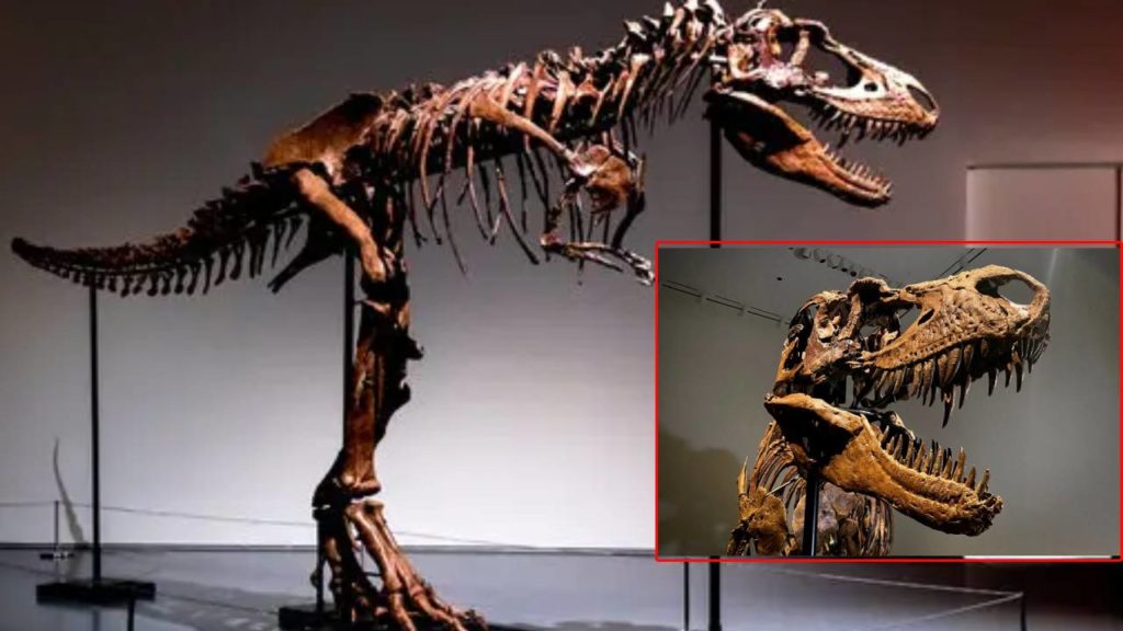 77 Million Year Old Dinosaur Skeleton Sells For Rs.రూ.48.5 Cr